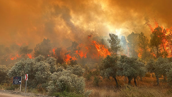 Milas Boğaziçi mahallesi orman yangını - 48 Haber Ajansı